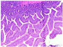 Animals 15 00127 i004 Animals 15 00127 i004