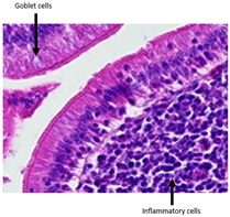 Animals 15 00127 i005 Animals 15 00127 i005