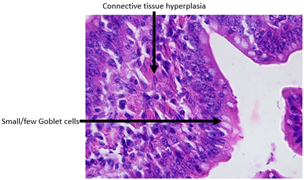 Animals 15 00127 i006 Animals 15 00127 i006