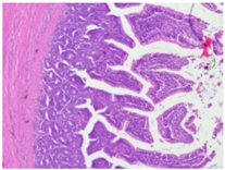 Animals 15 00127 i007 Animals 15 00127 i007