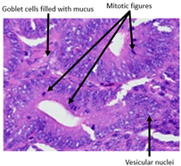 Animals 15 00127 i008 Animals 15 00127 i008