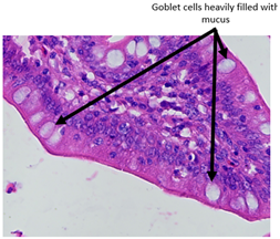 Animals 15 00127 i009 Animals 15 00127 i009