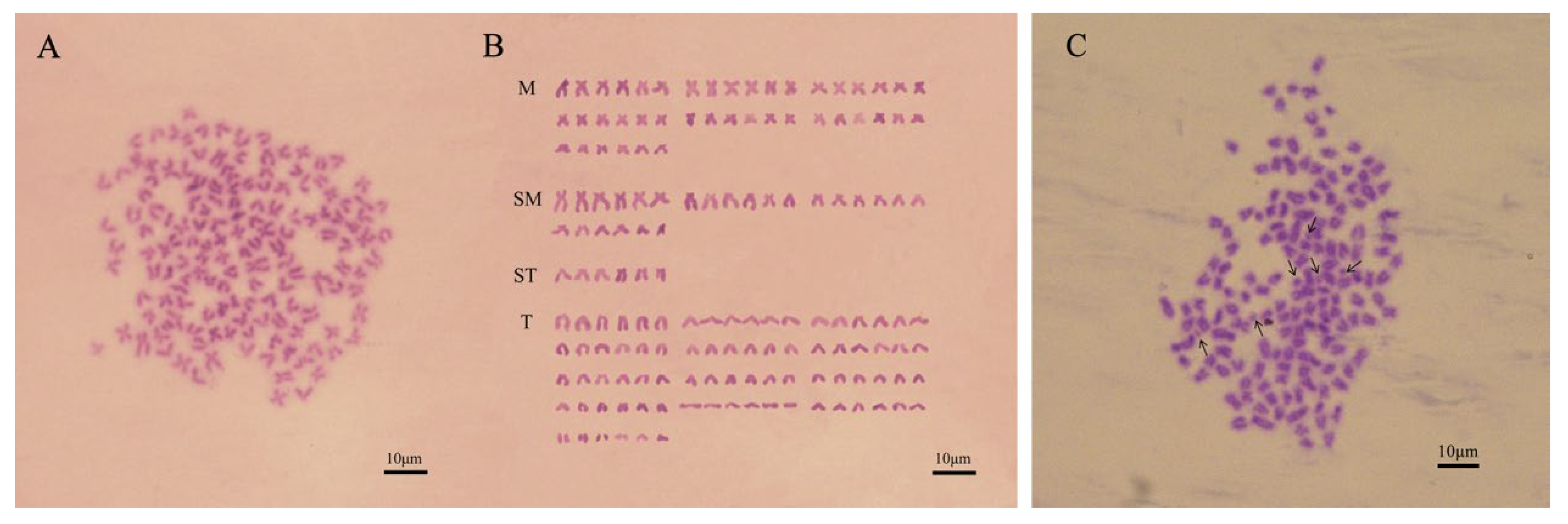 Animals 15 00140 g001 Animals 15 00140 g001