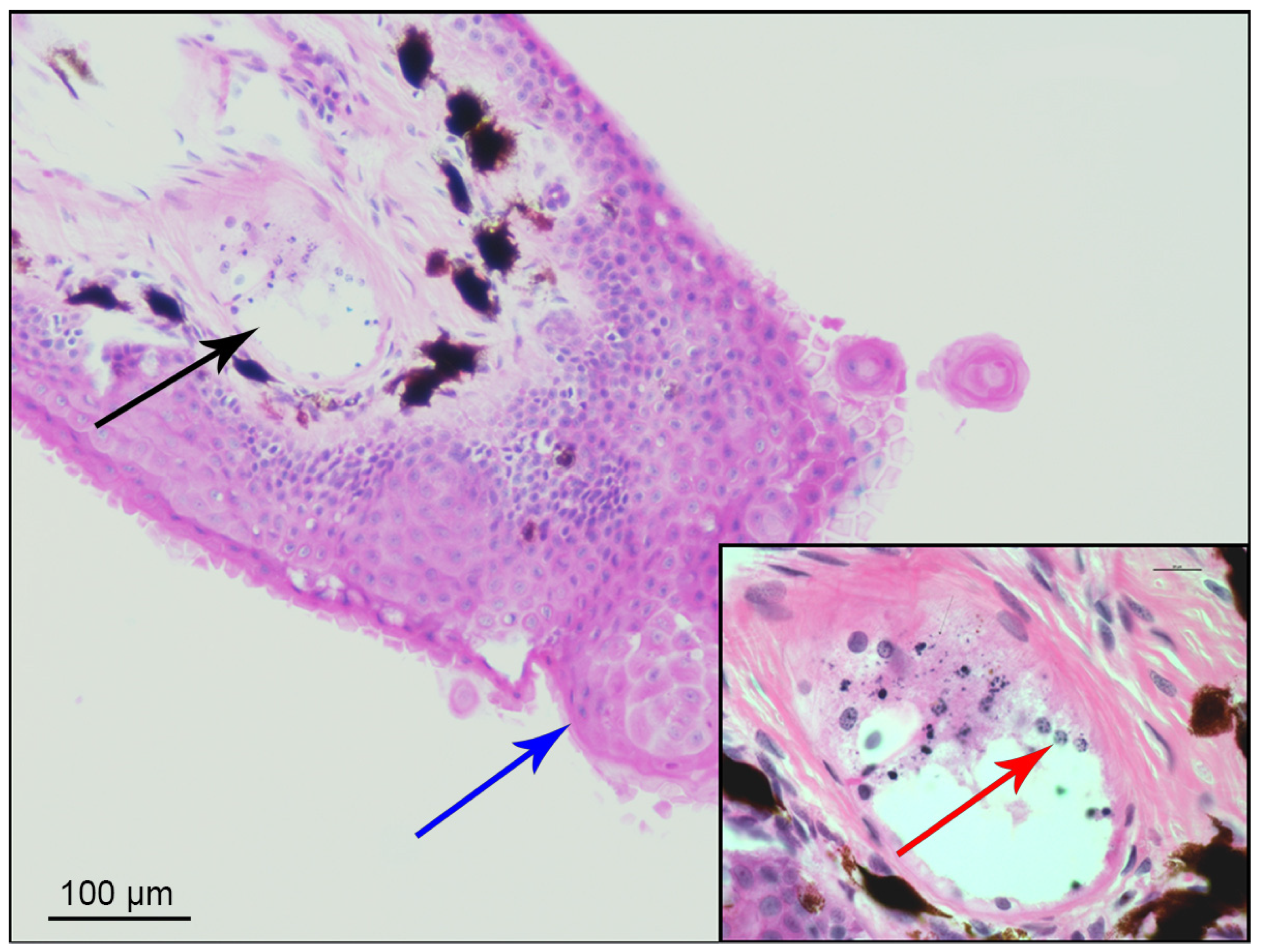 Animals 15 00157 g002