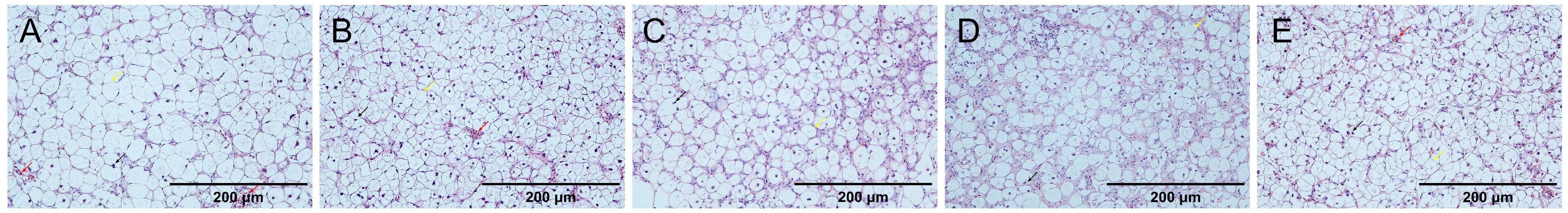 Animals 15 00222 g004