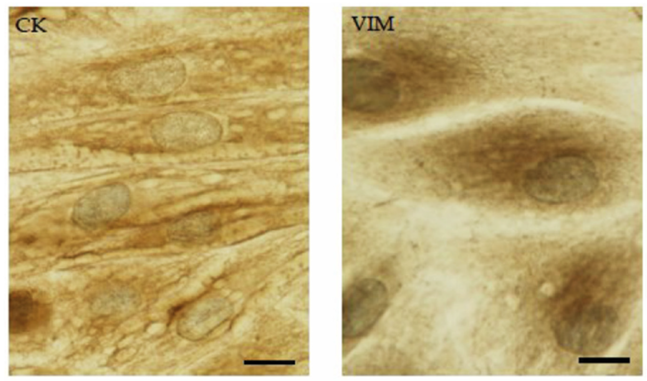 Animals 15 00242 g002