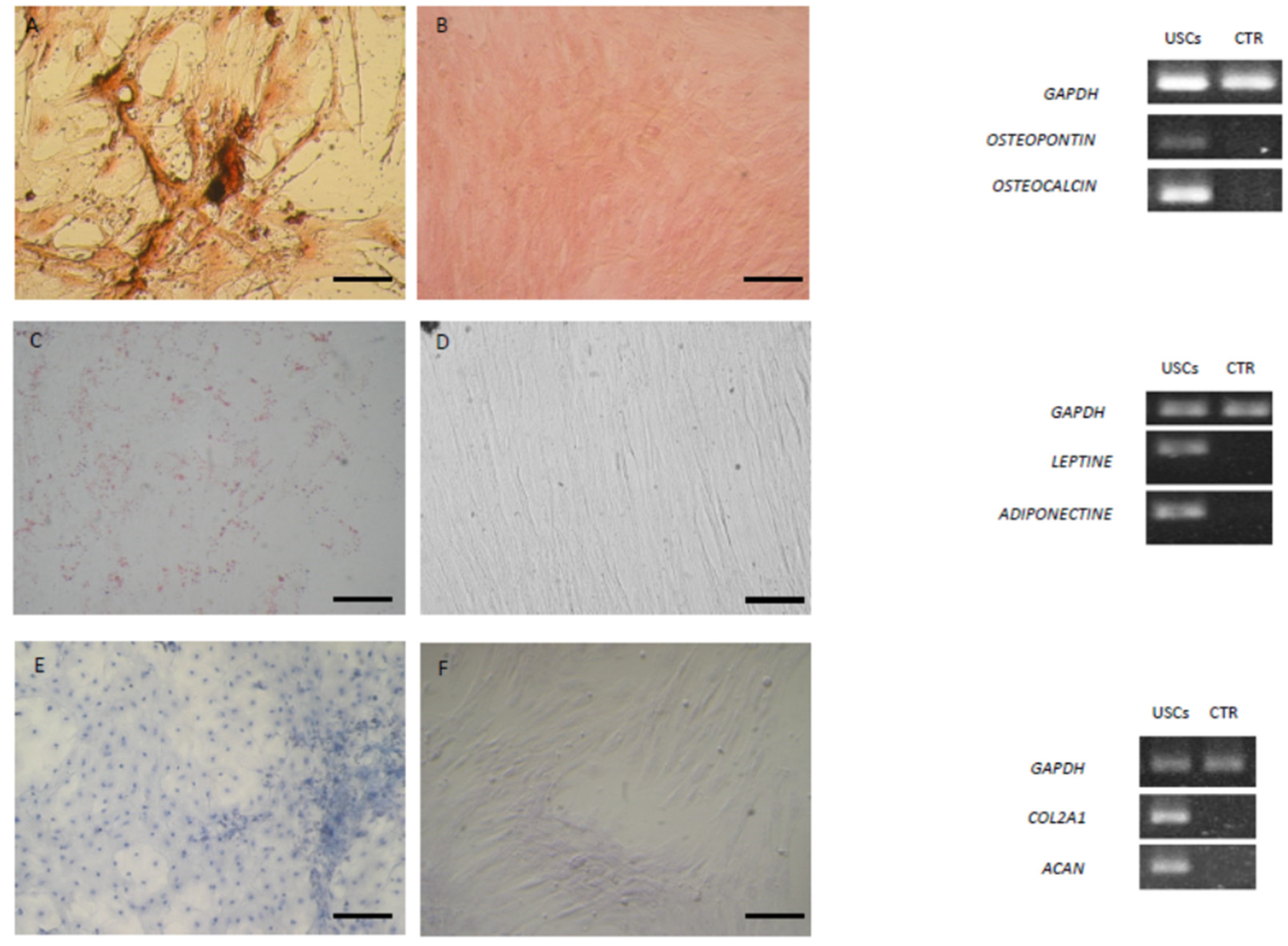 Animals 15 00242 g008