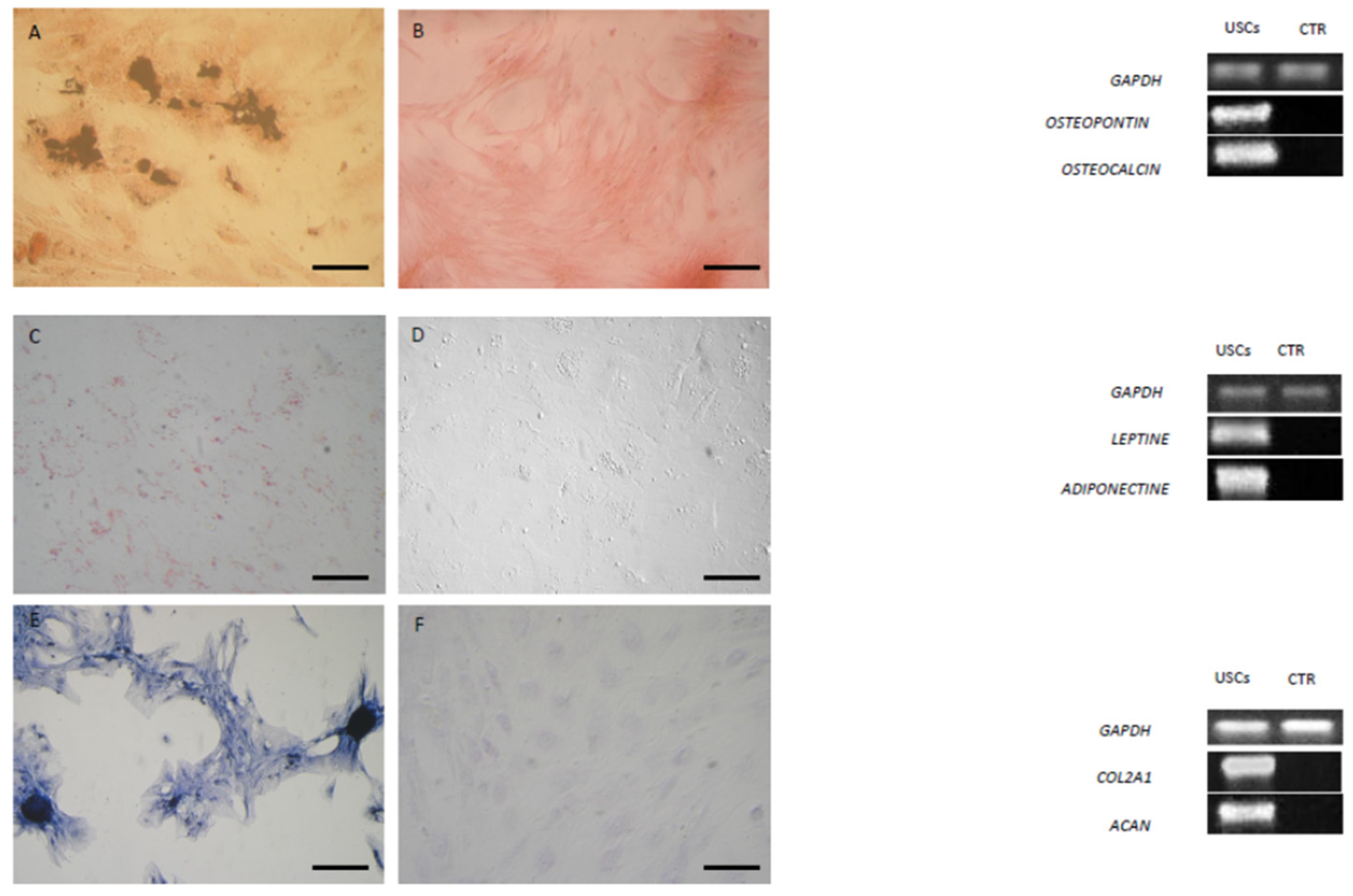 Animals 15 00242 g009