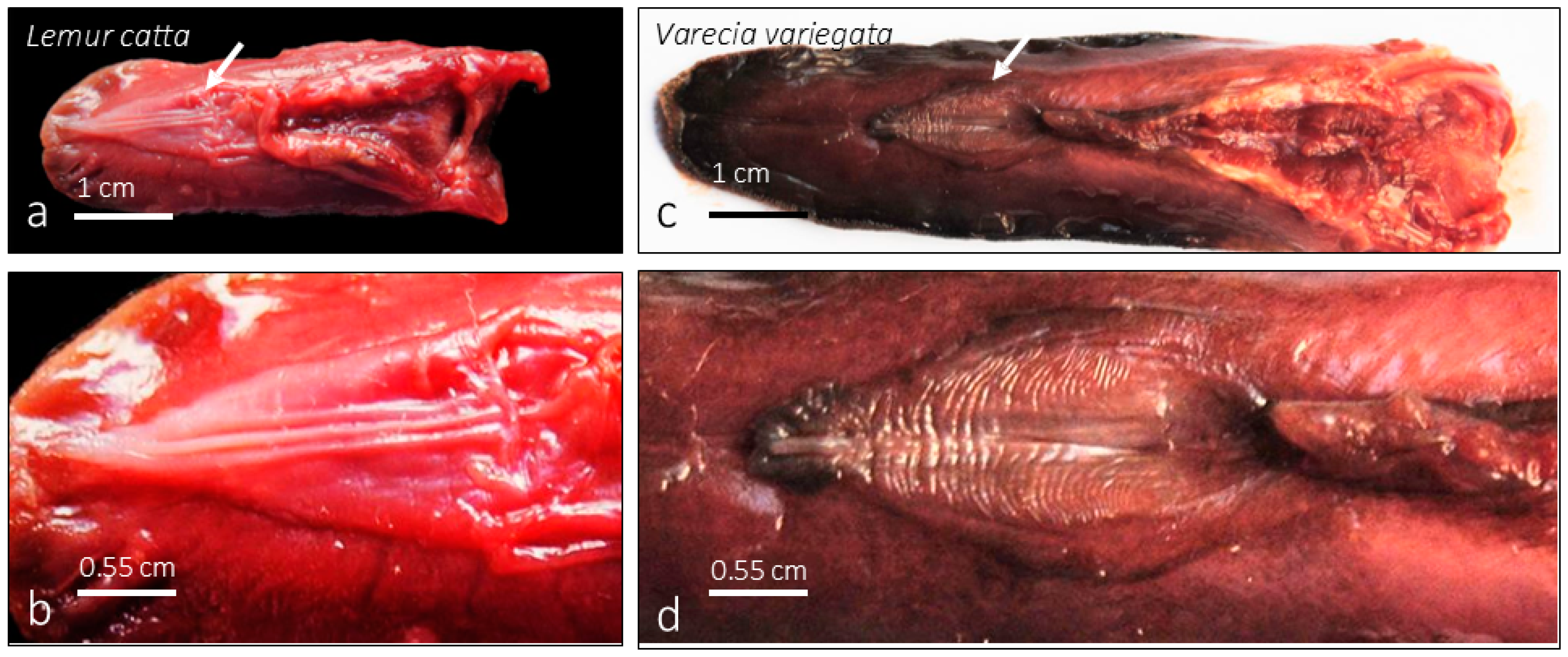 Animals 15 00275 g002
