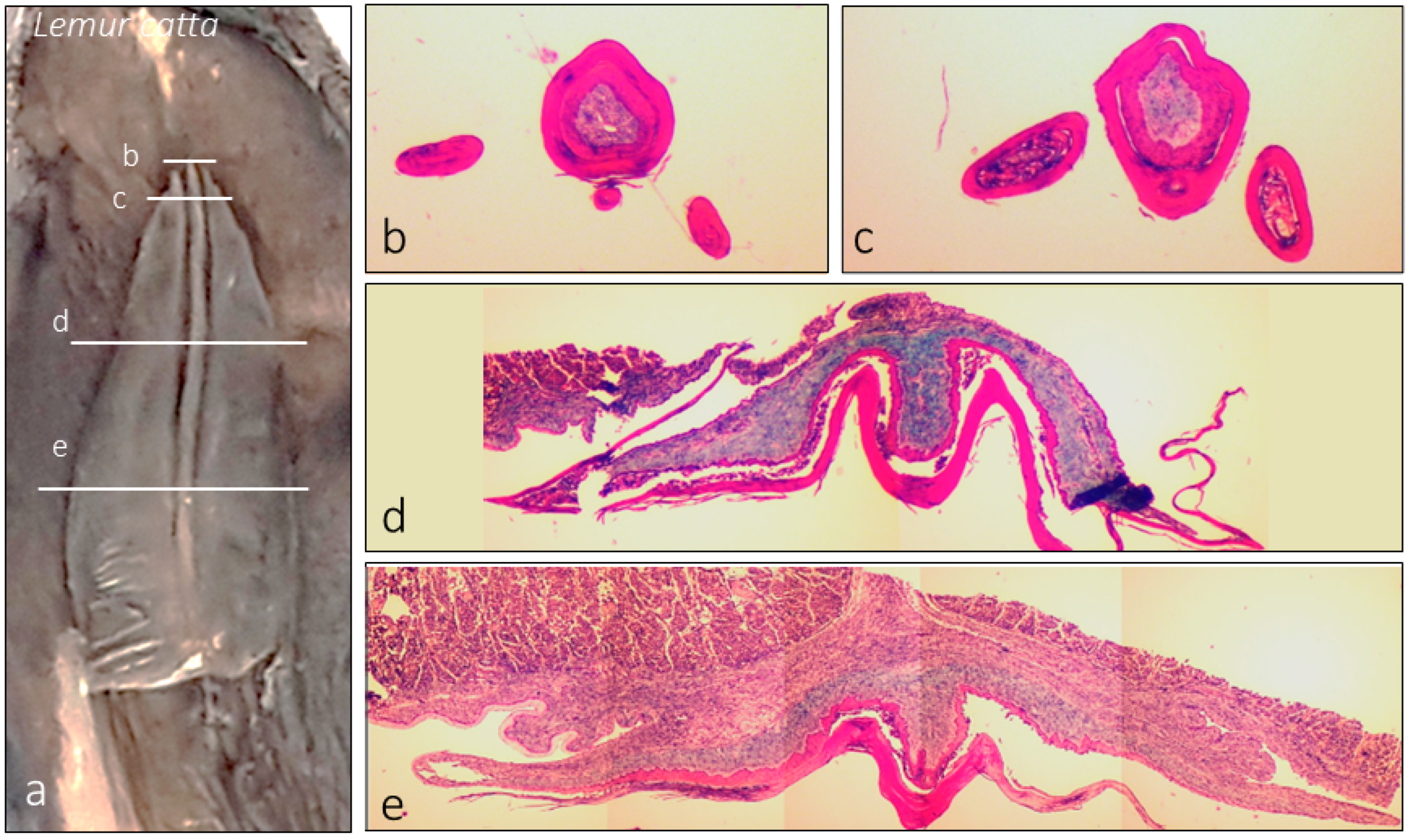 Animals 15 00275 g004