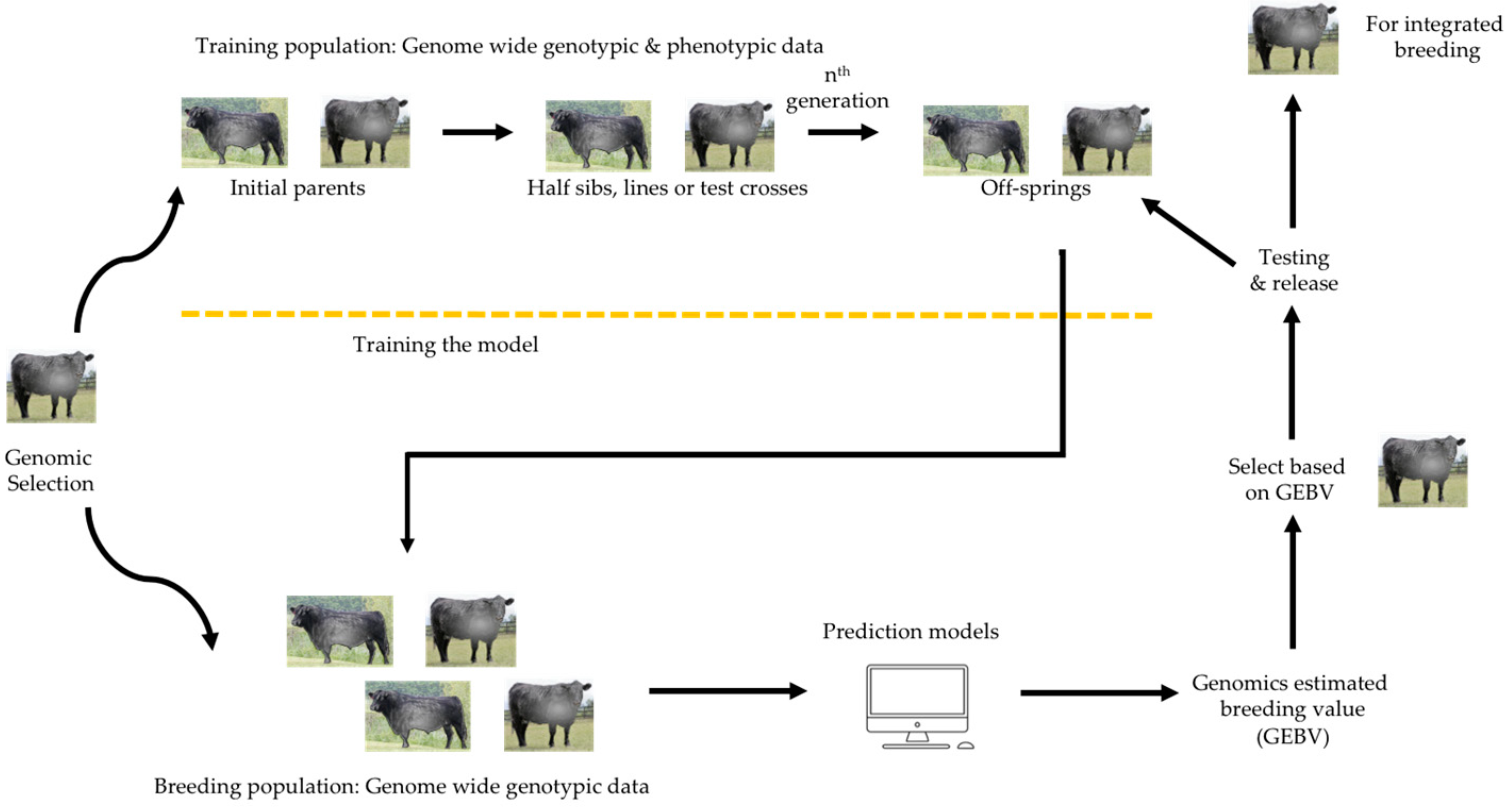 Animals 15 00277 g003