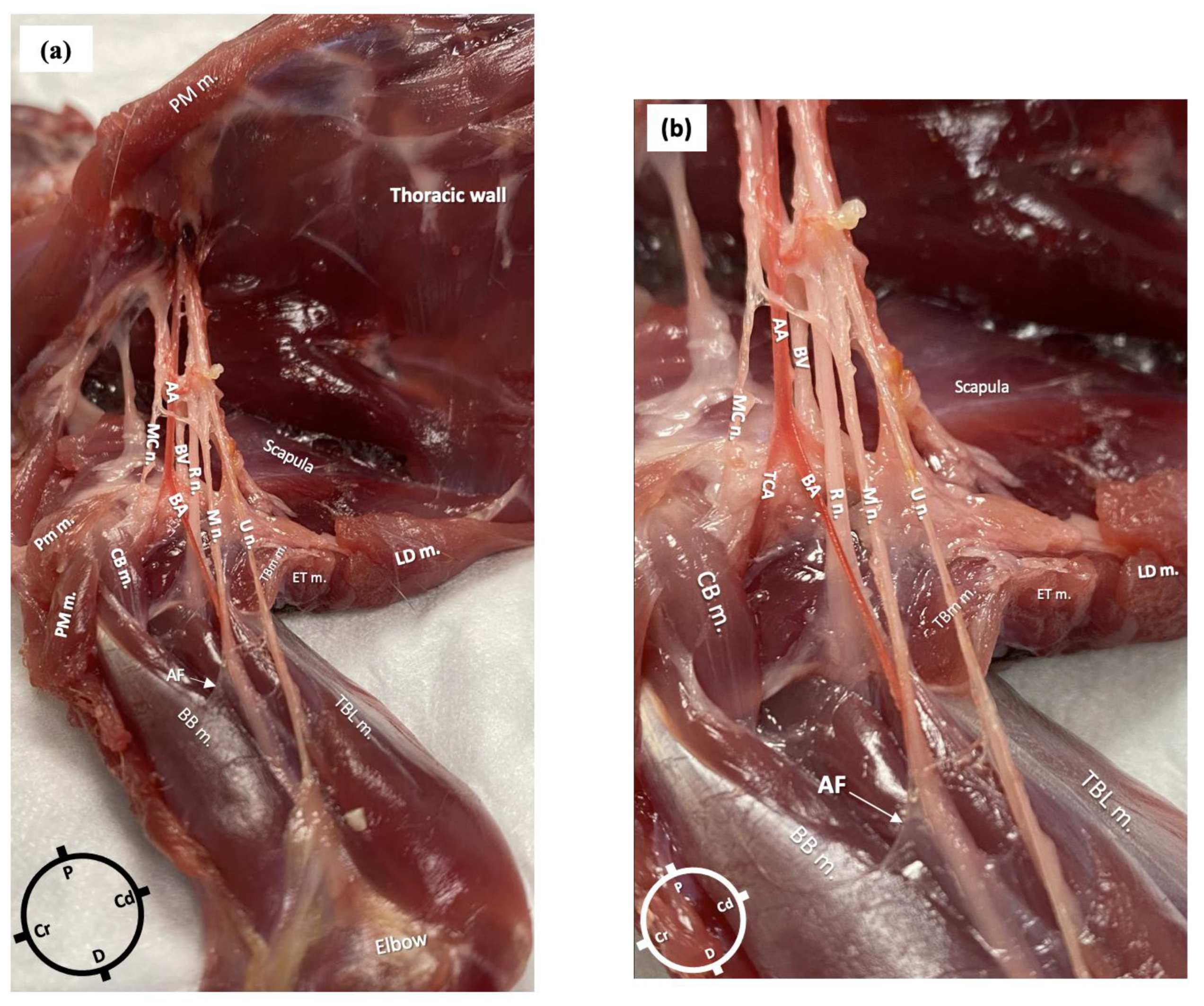 Animals 15 00294 g002 Animals 15 00294 g002