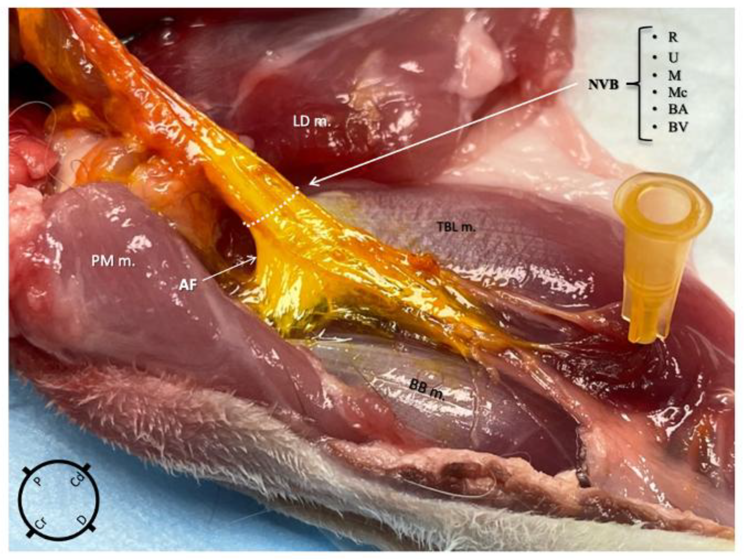 Animals 15 00294 g004 Animals 15 00294 g004