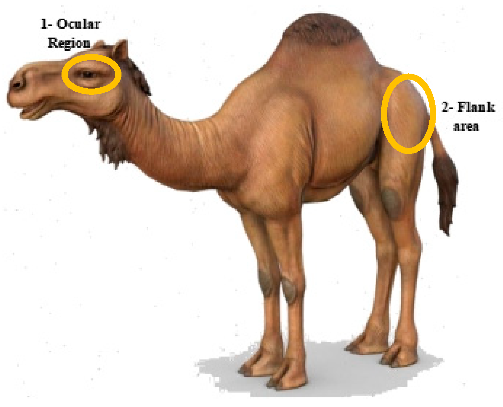 Animals 15 00309 g001