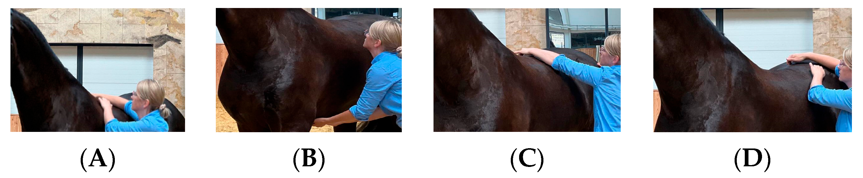 Animals 15 00310 g001