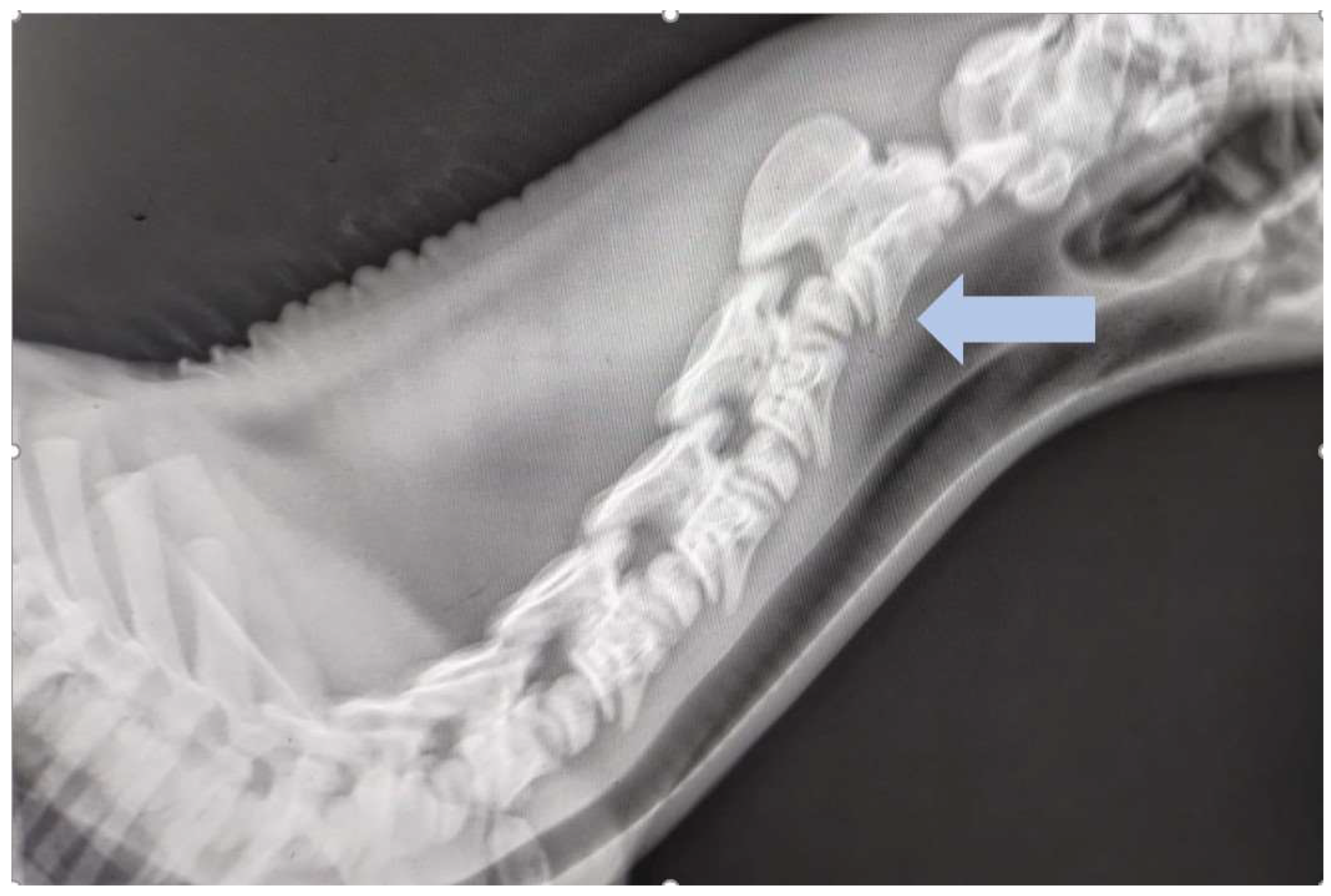 Animals 15 00325 g002