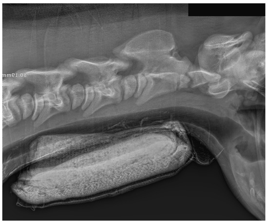 Animals 15 00325 g003