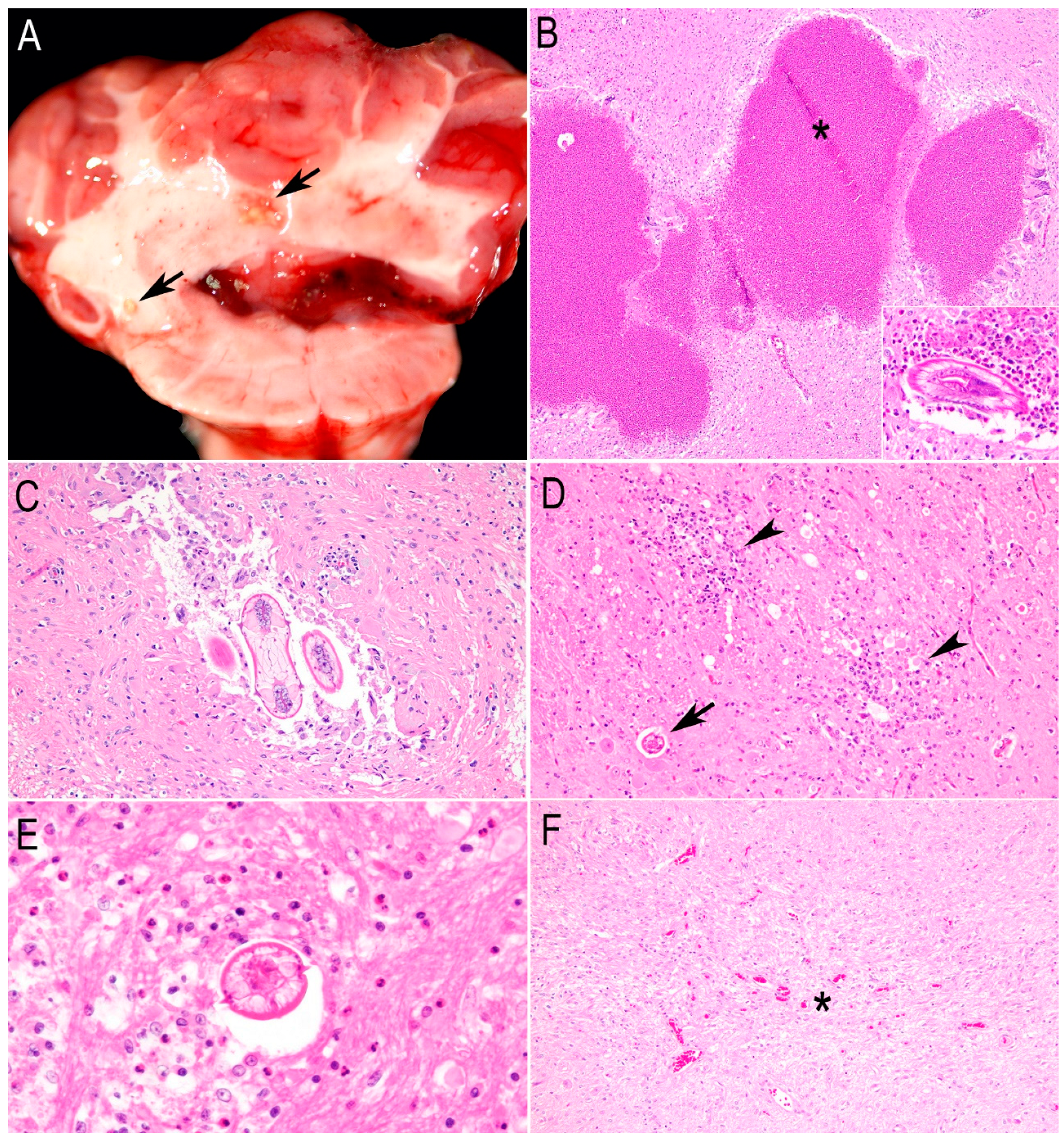 Animals 15 00338 g002