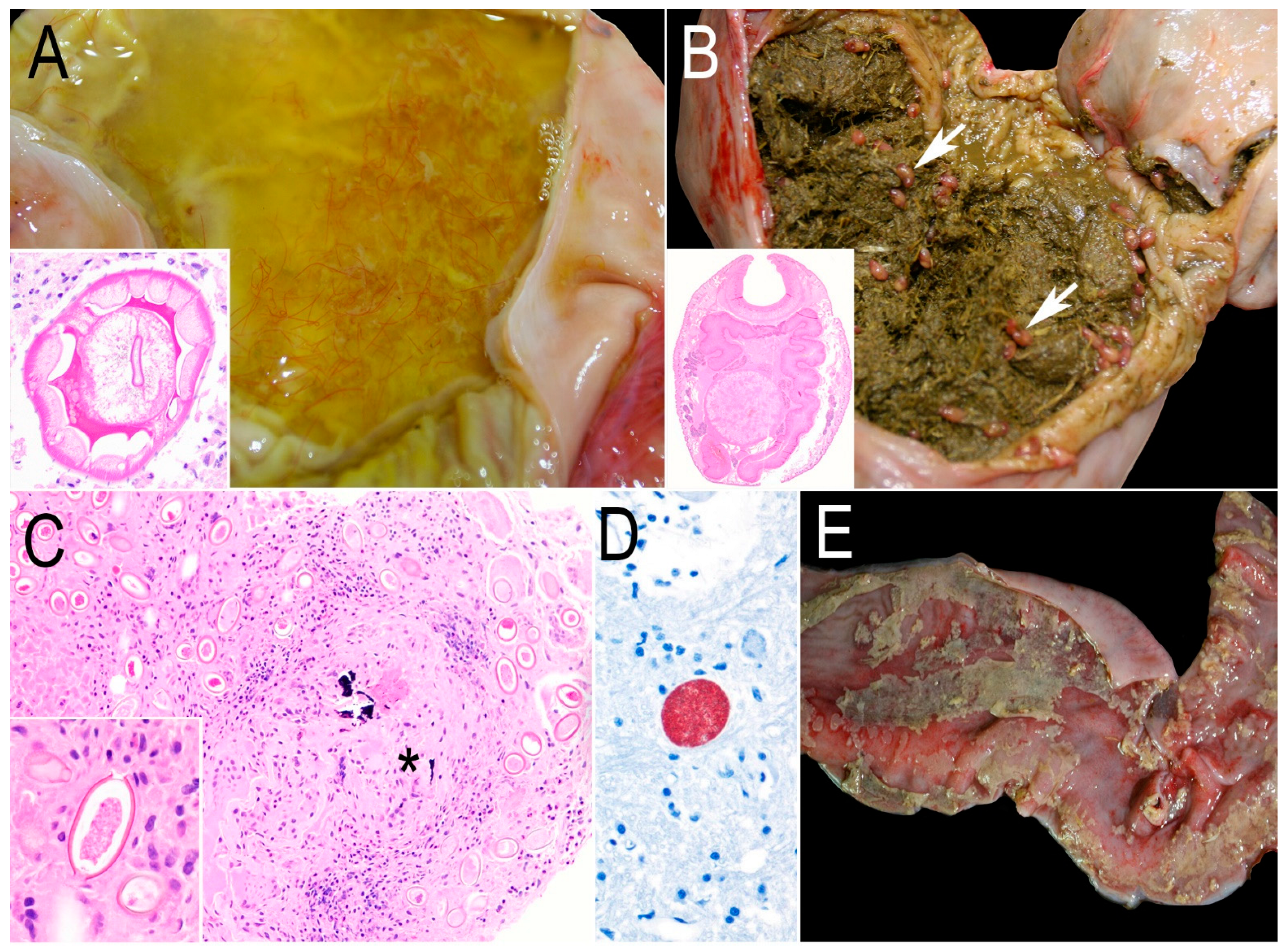 Animals 15 00338 g005