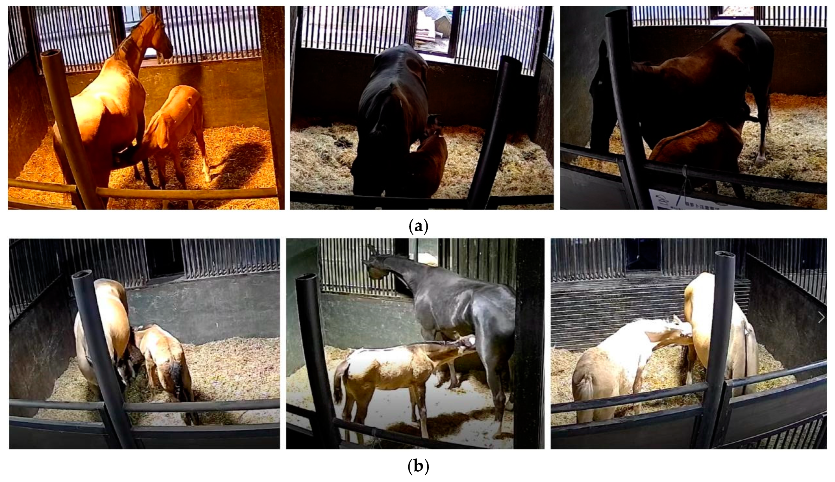 Animals 15 00340 g001