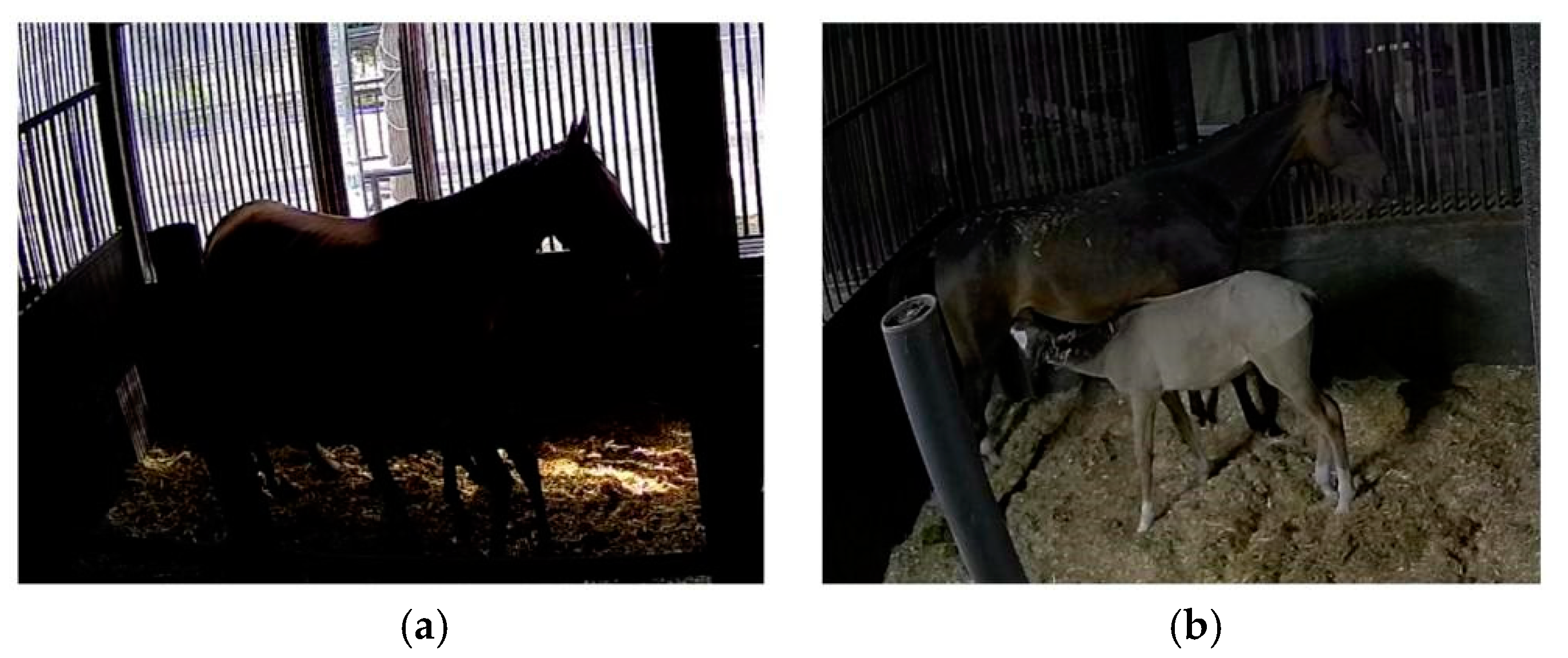 Animals 15 00340 g009