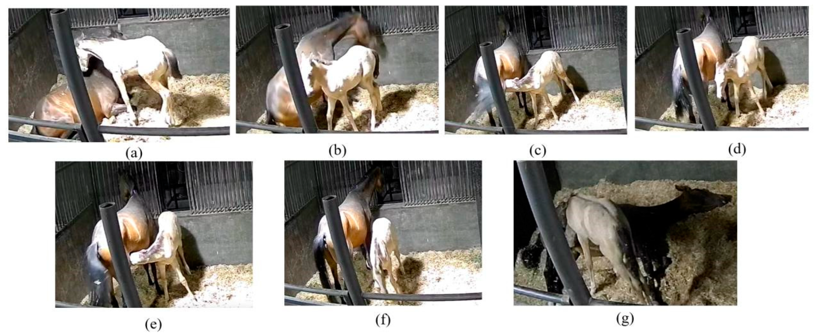 Animals 15 00340 g010