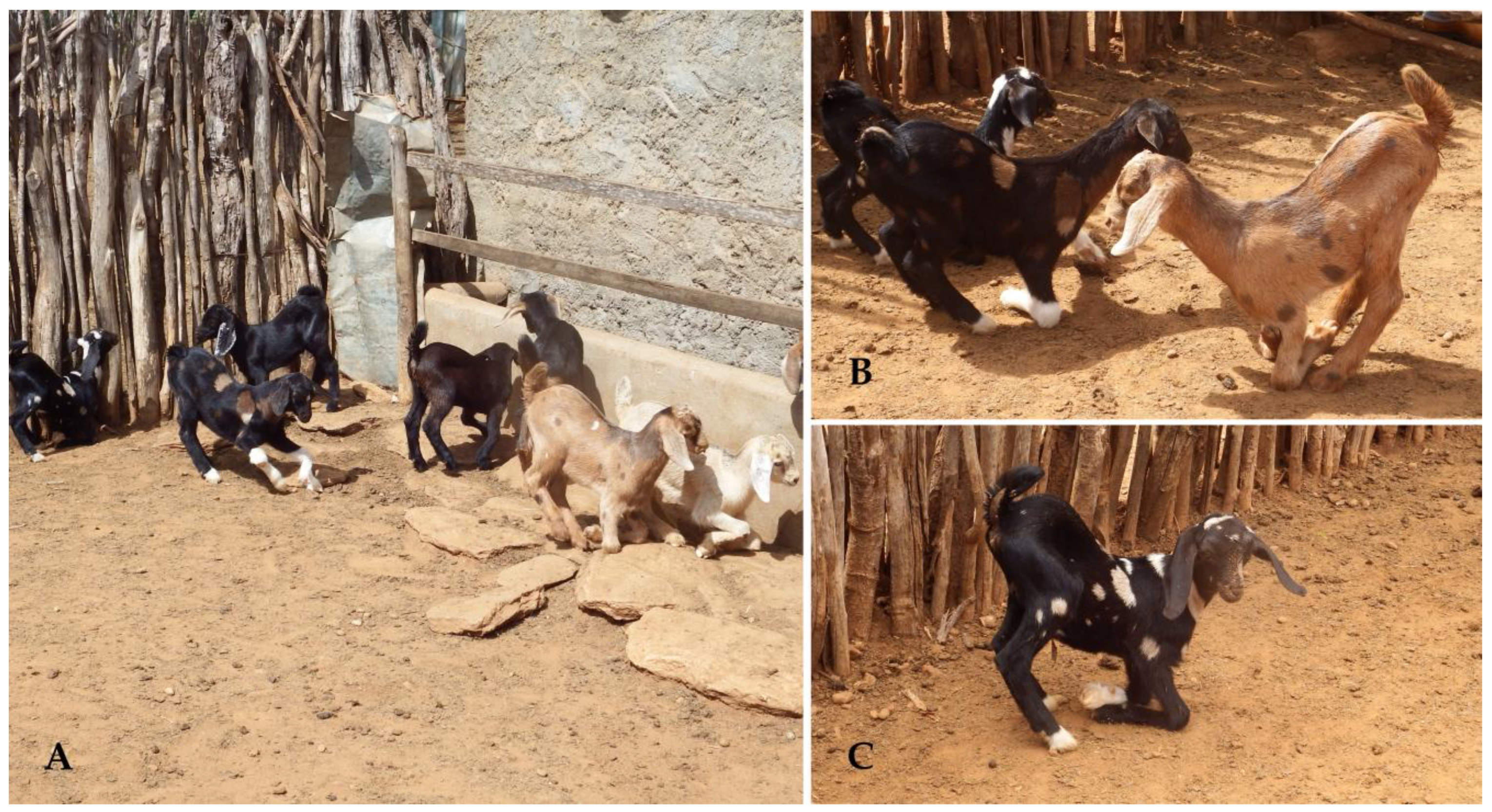 Animals 15 00356 g002 Animals 15 00356 g002