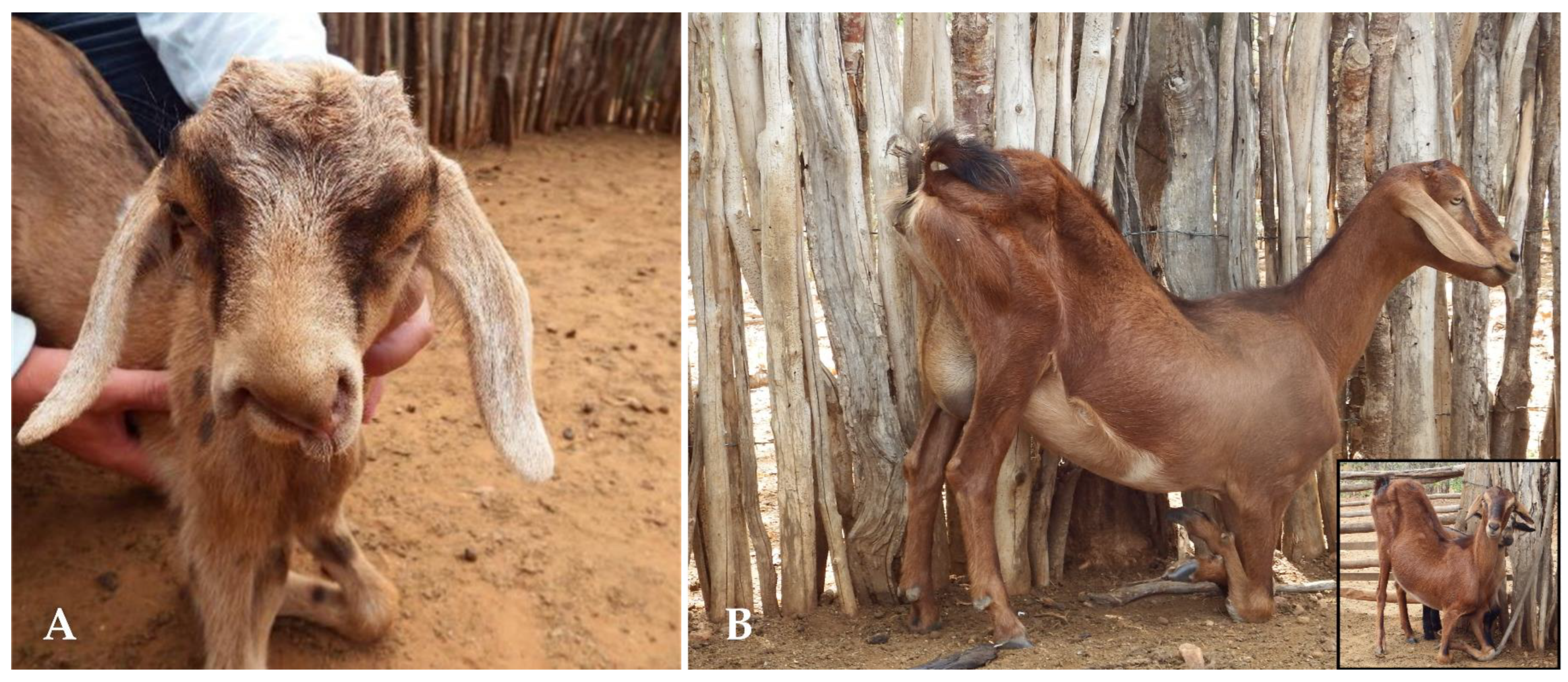 Animals 15 00356 g003 Animals 15 00356 g003