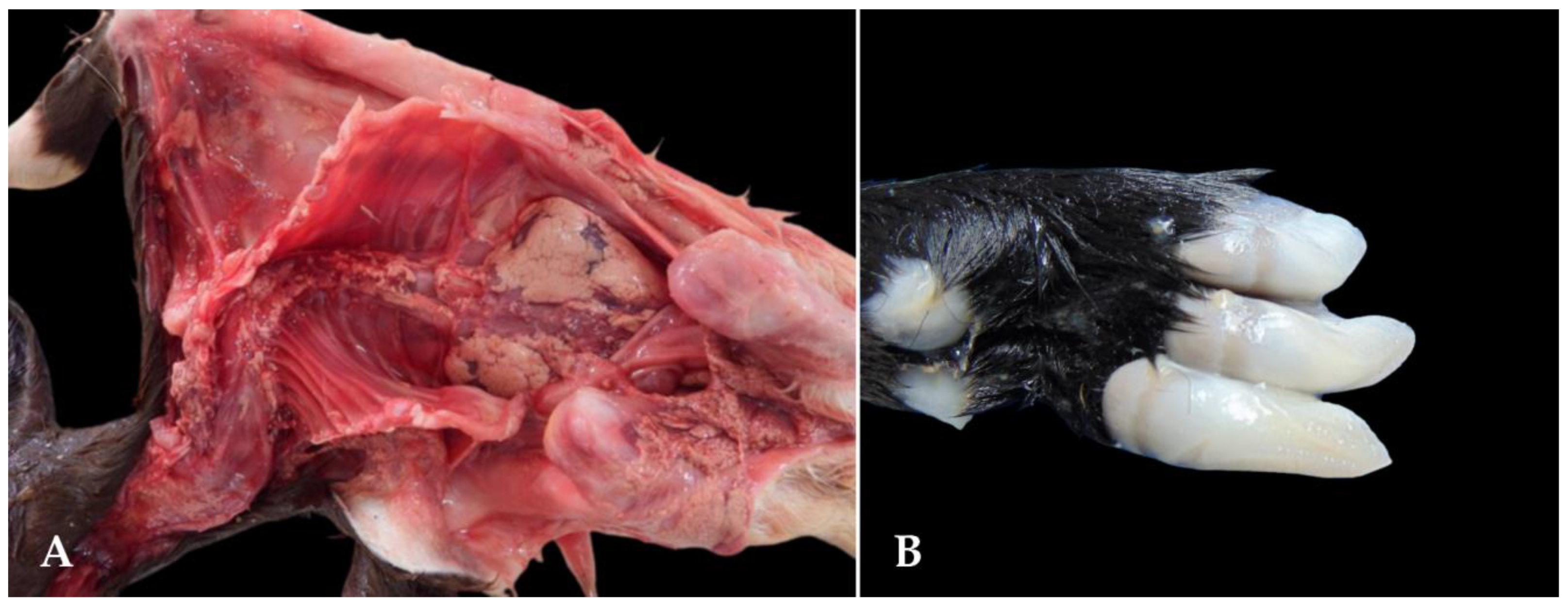 Animals 15 00356 g006 Animals 15 00356 g006