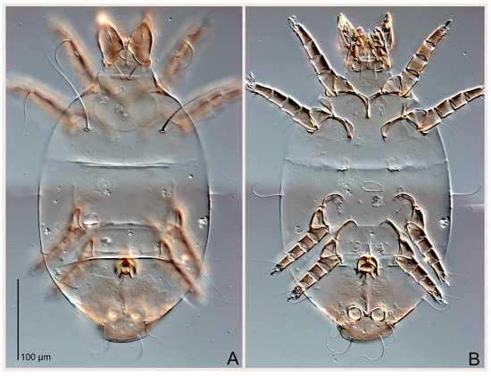 Animals 15 00357 g008