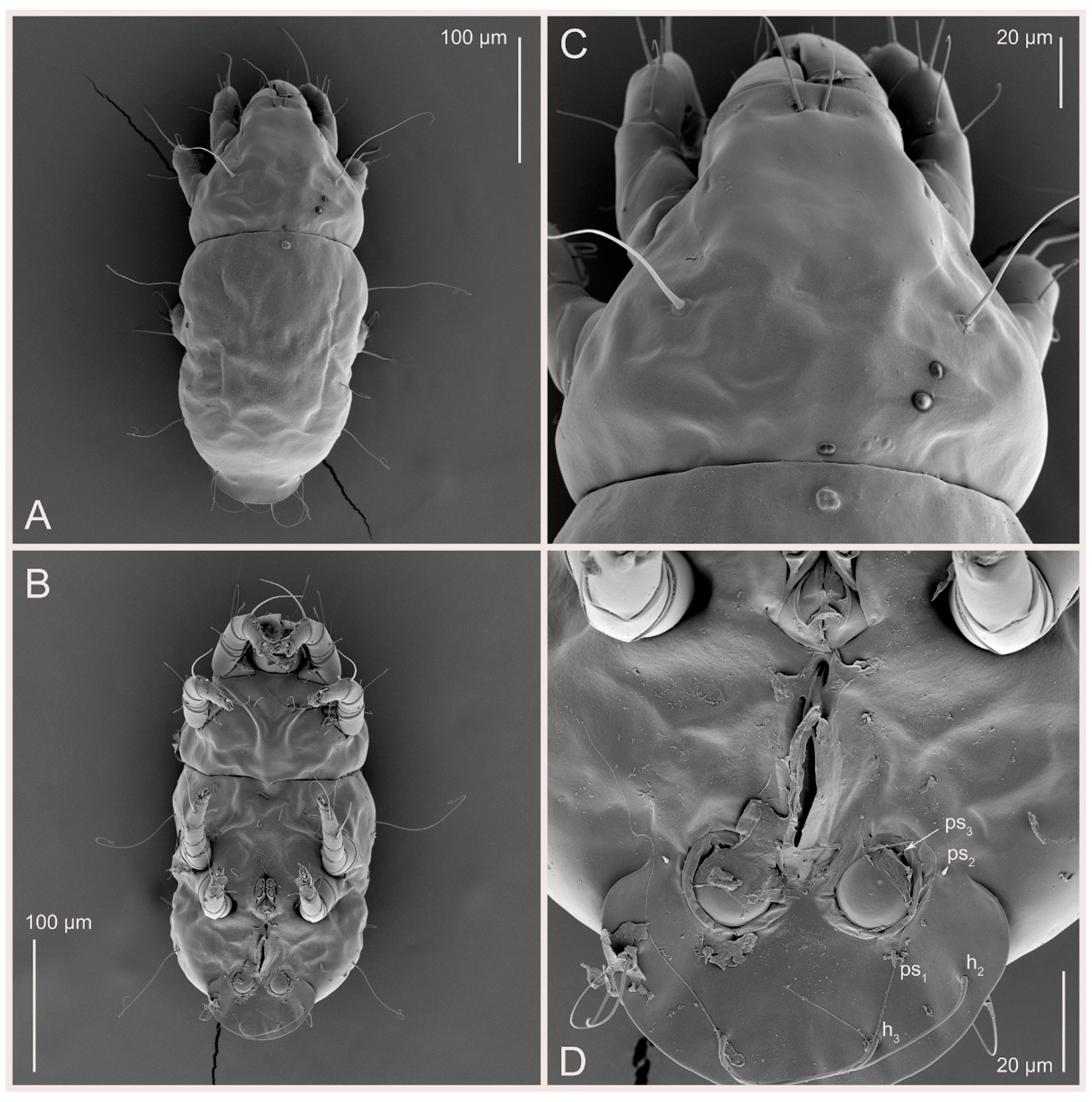 Animals 15 00357 g011