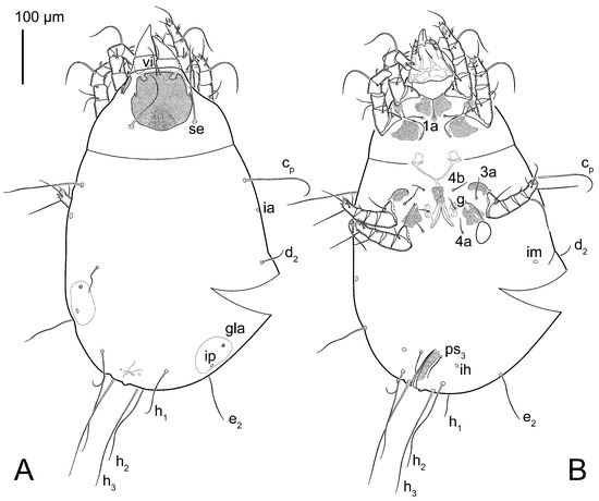Animals 15 00357 g012