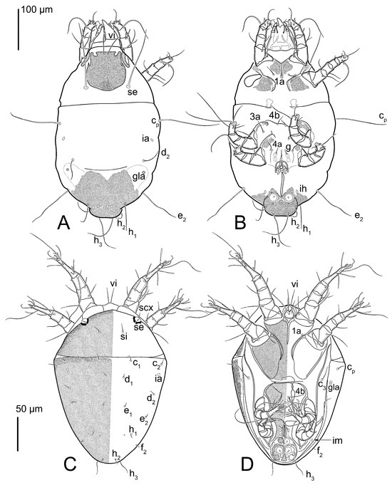 Animals 15 00357 g013
