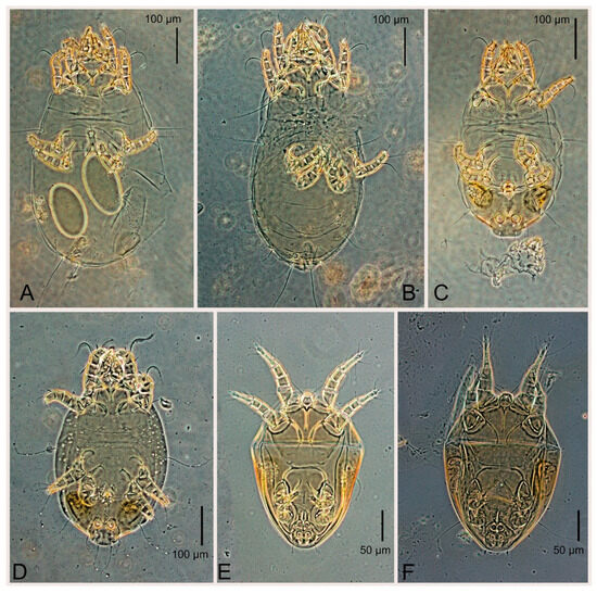 Animals 15 00357 g016