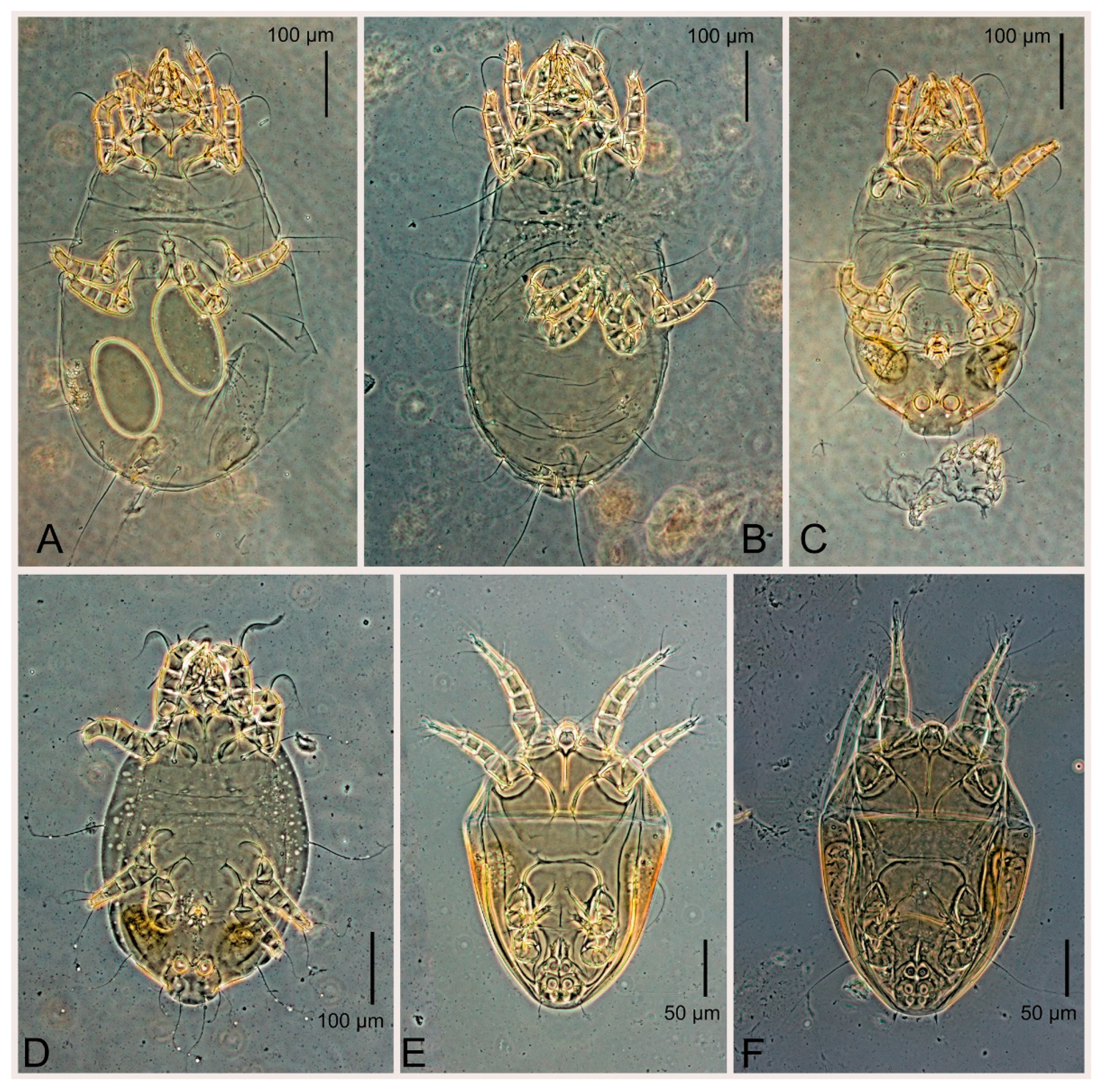 Animals 15 00357 g016