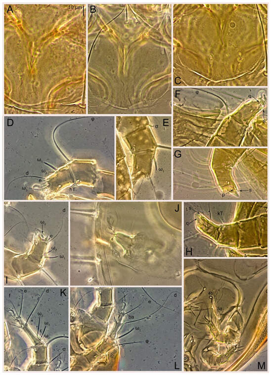 Animals 15 00357 g017