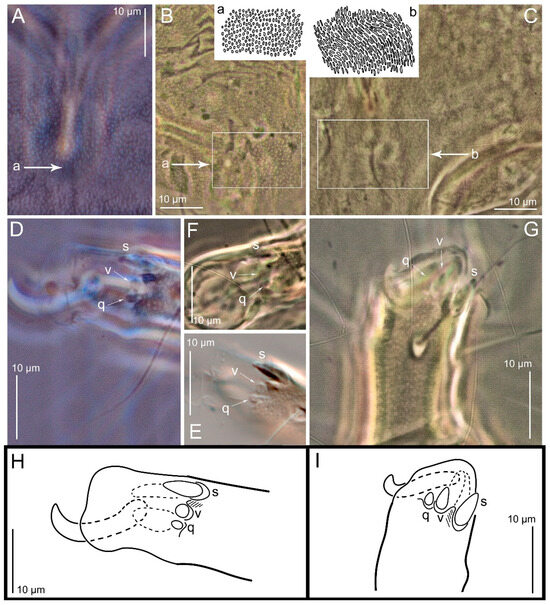 Animals 15 00357 g018