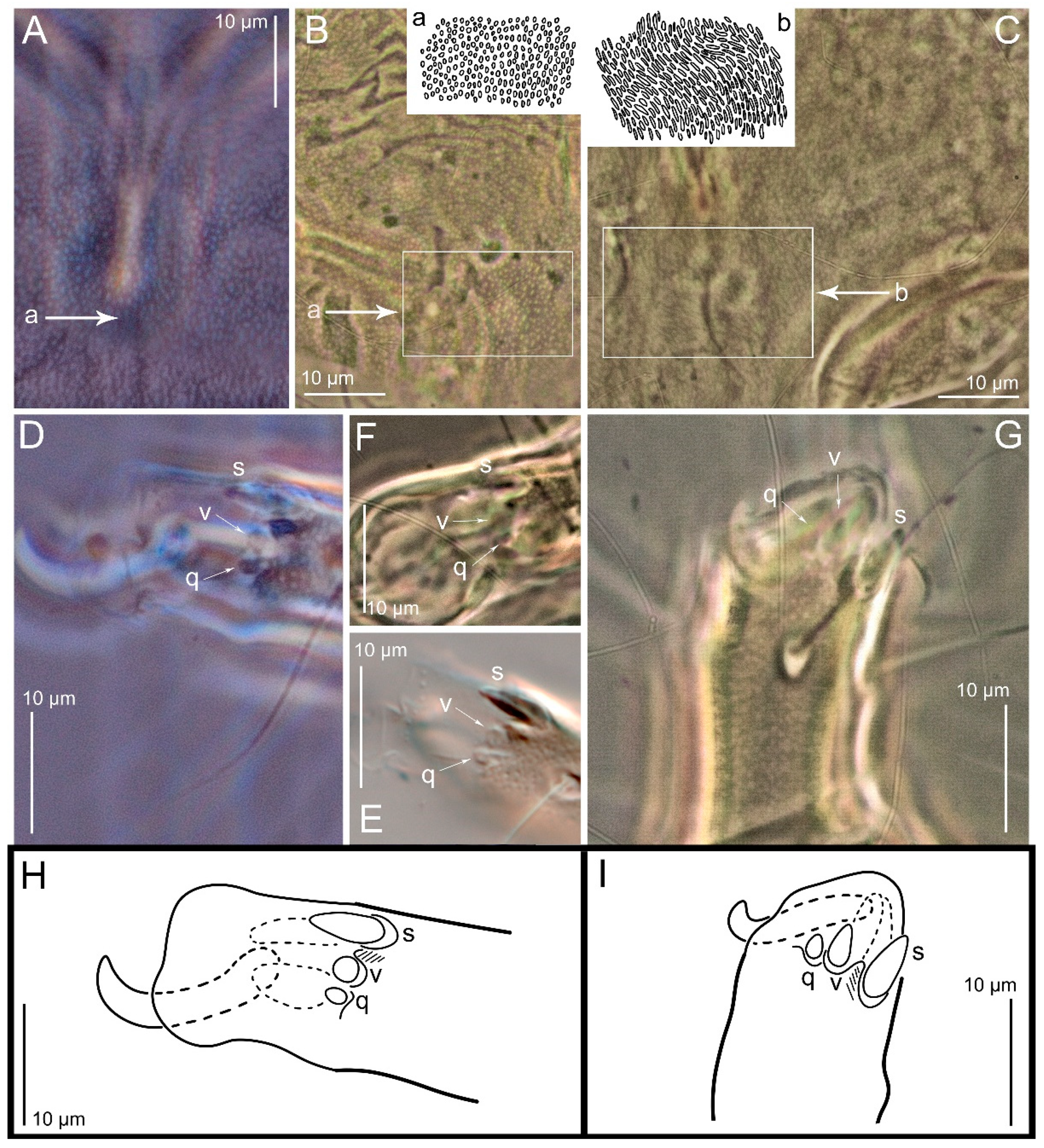 Animals 15 00357 g018