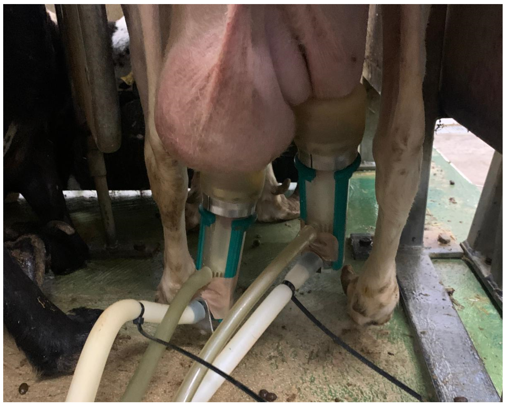 Animals 15 00371 g001 Animals 15 00371 g001