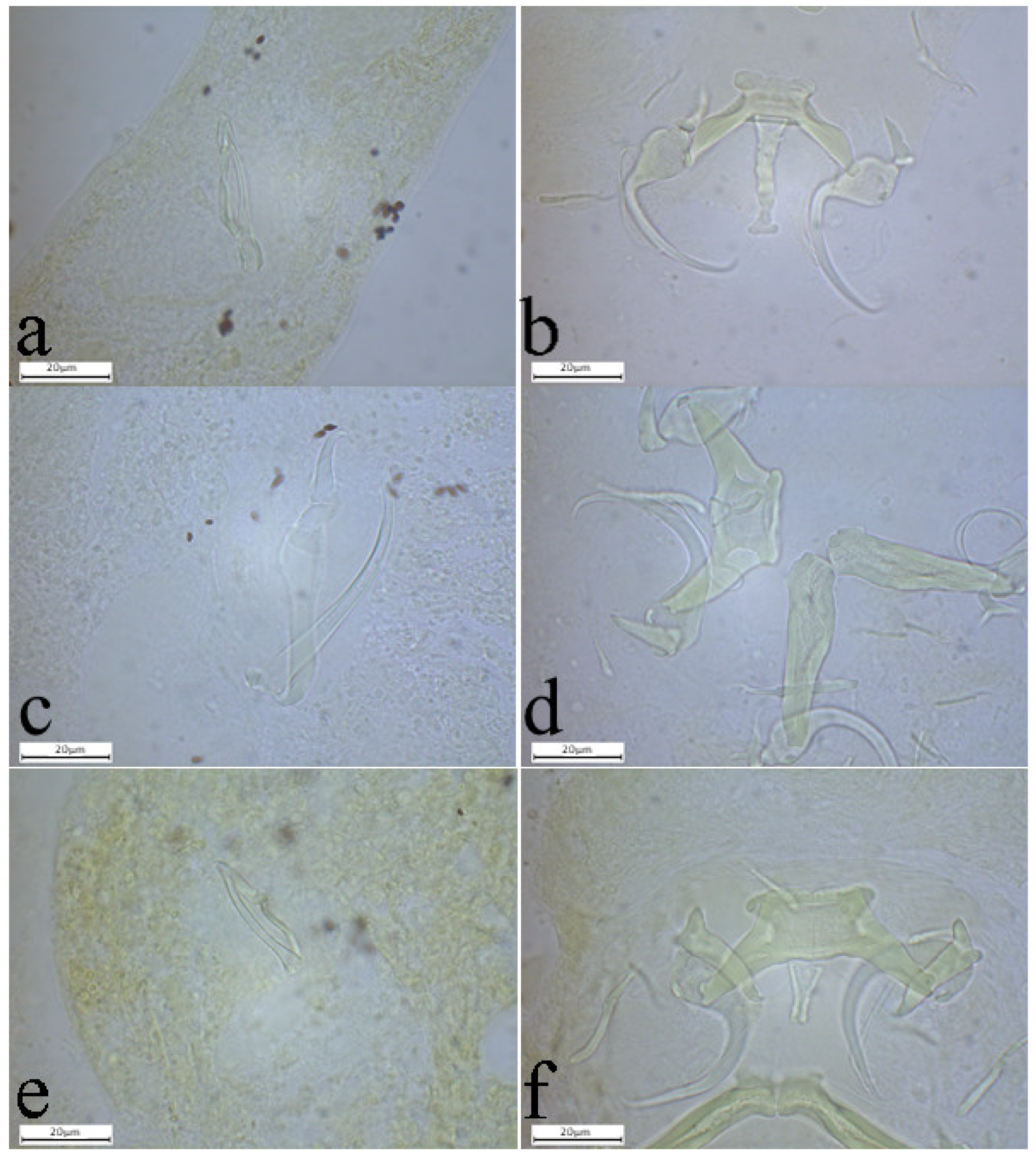 Animals 15 00395 g003