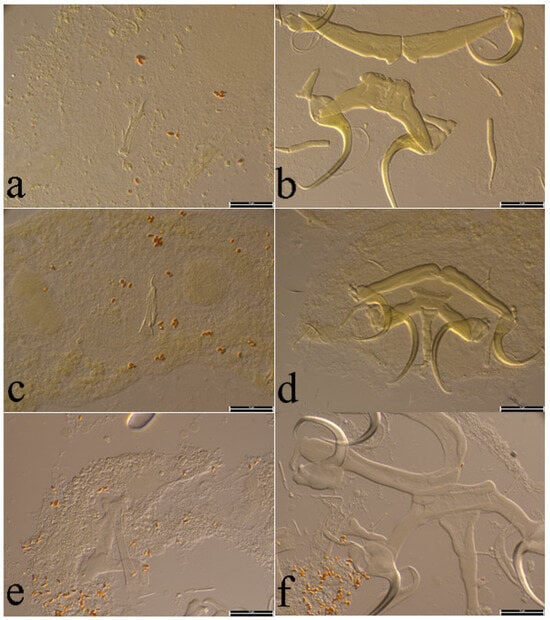 Animals 15 00395 g007