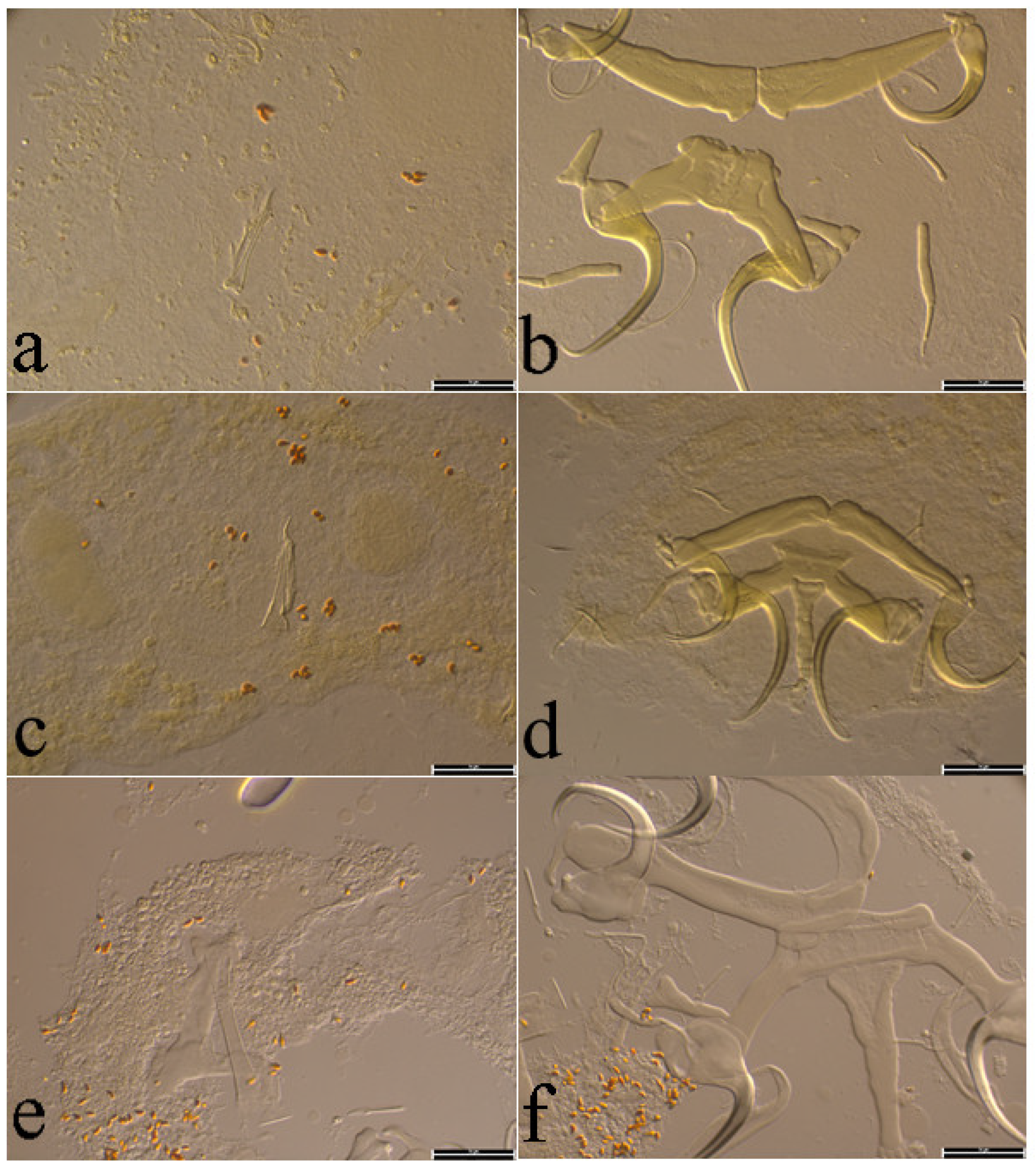 Animals 15 00395 g007