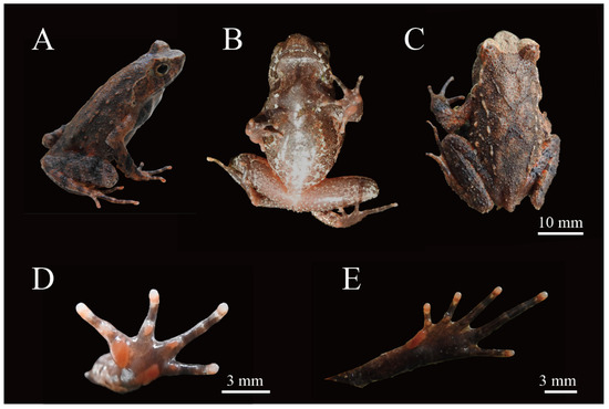 Animals 15 00440 g004