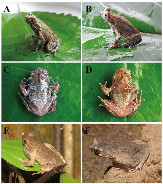 Animals 15 00440 g005