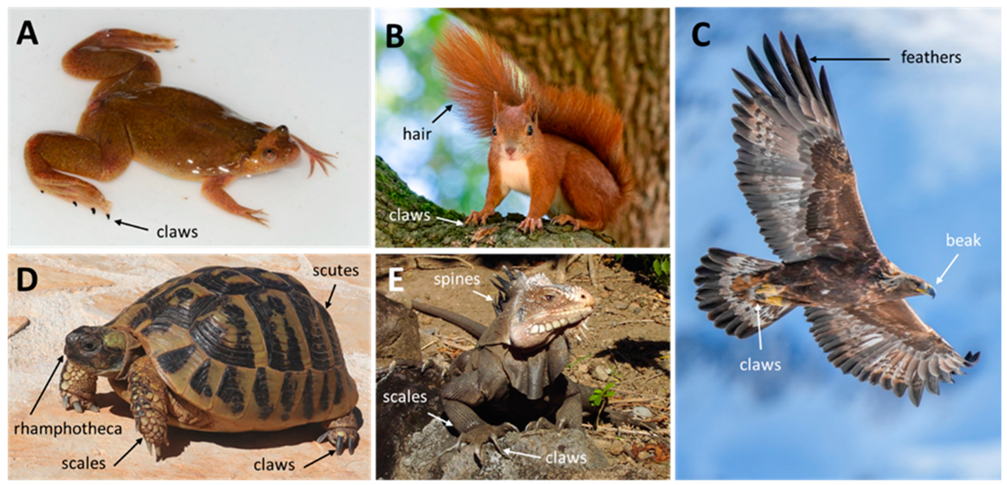 Animals 15 00457 g001