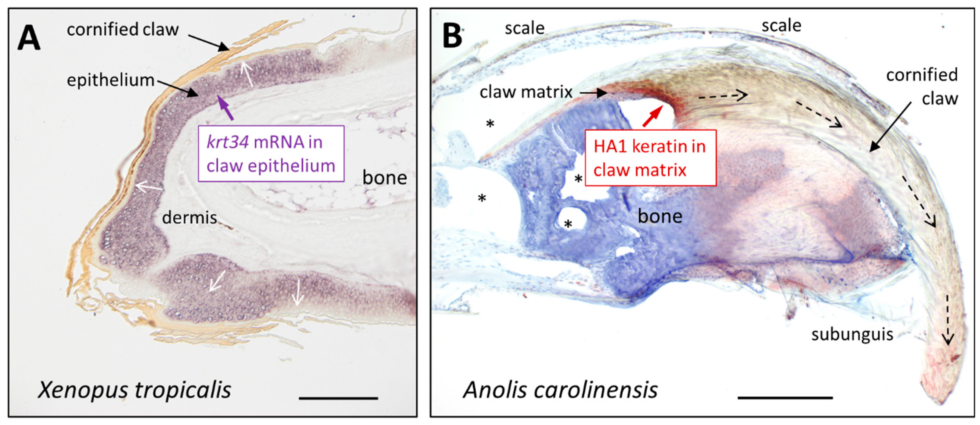Animals 15 00457 g003