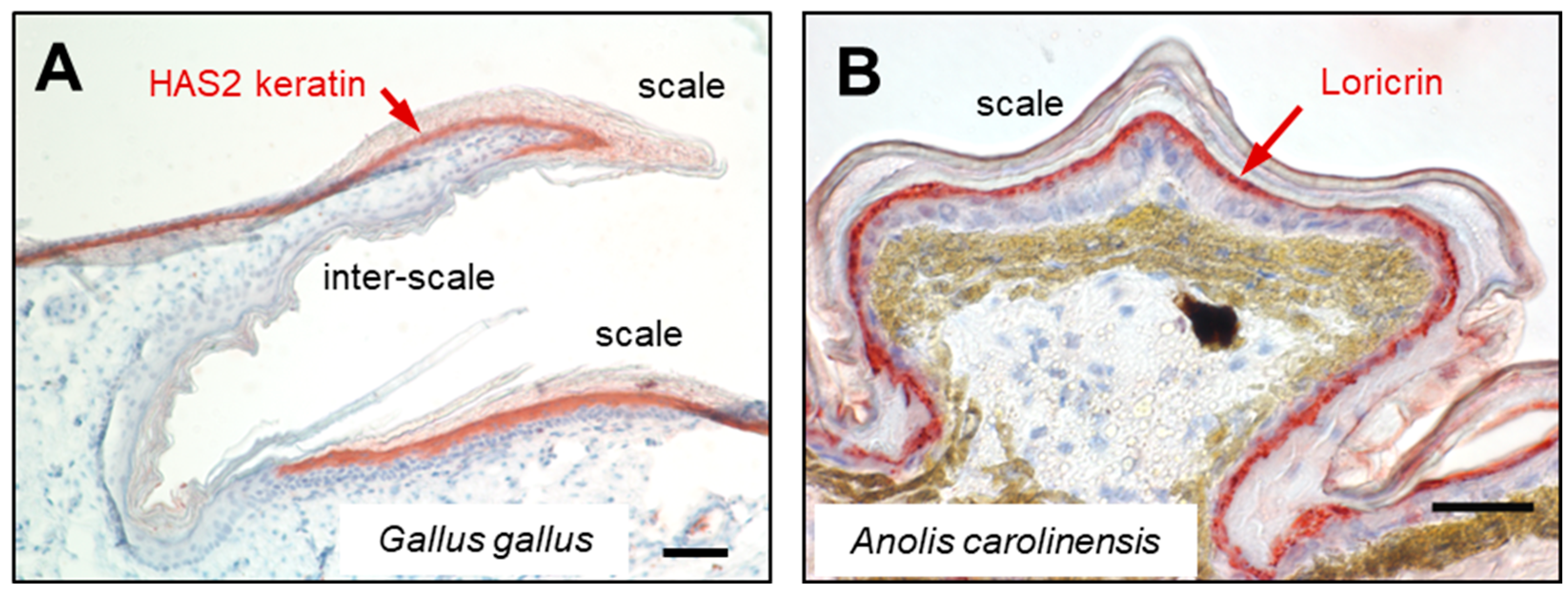 Animals 15 00457 g004