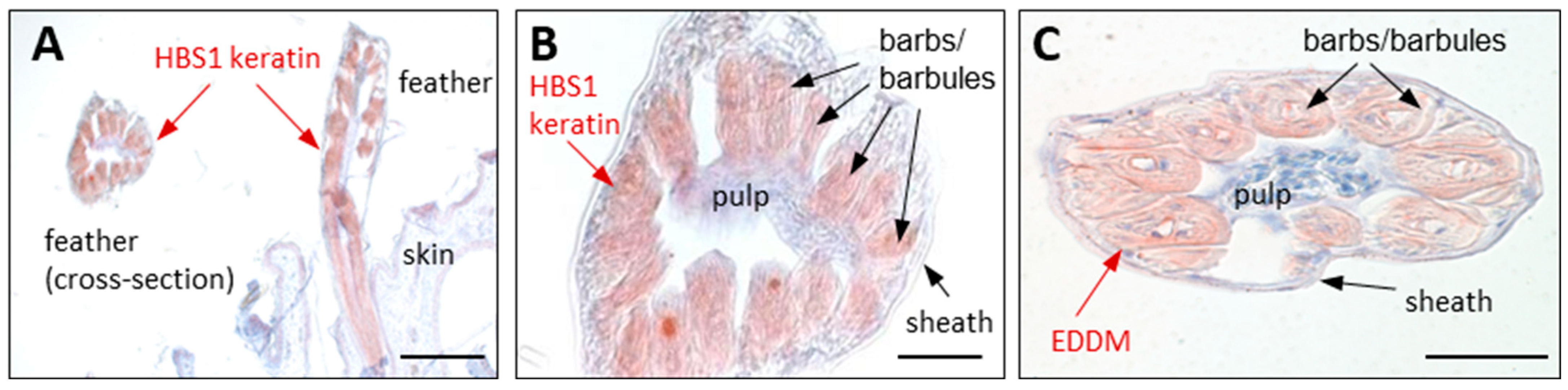 Animals 15 00457 g005