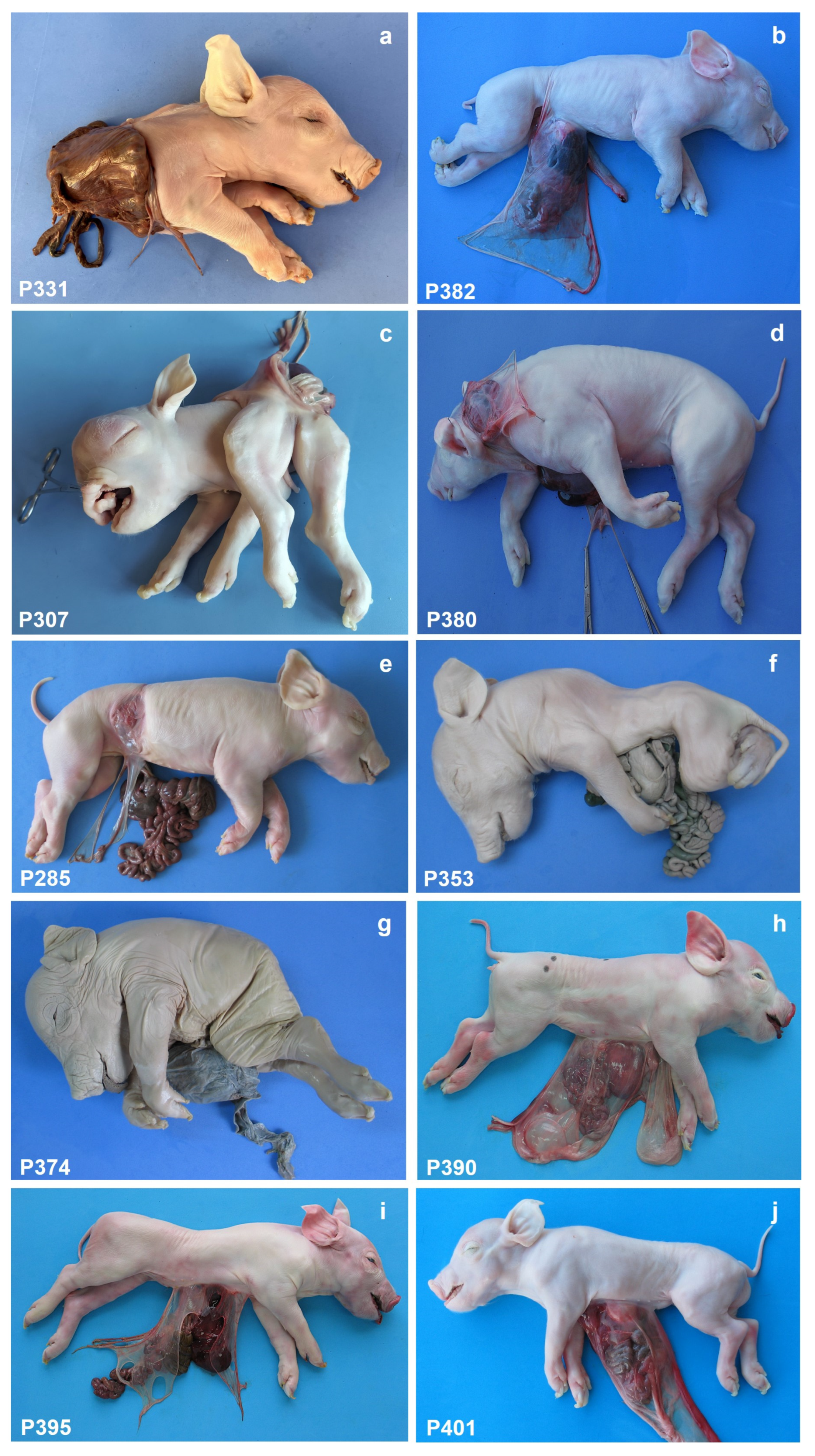 Animals 15 00460 g001