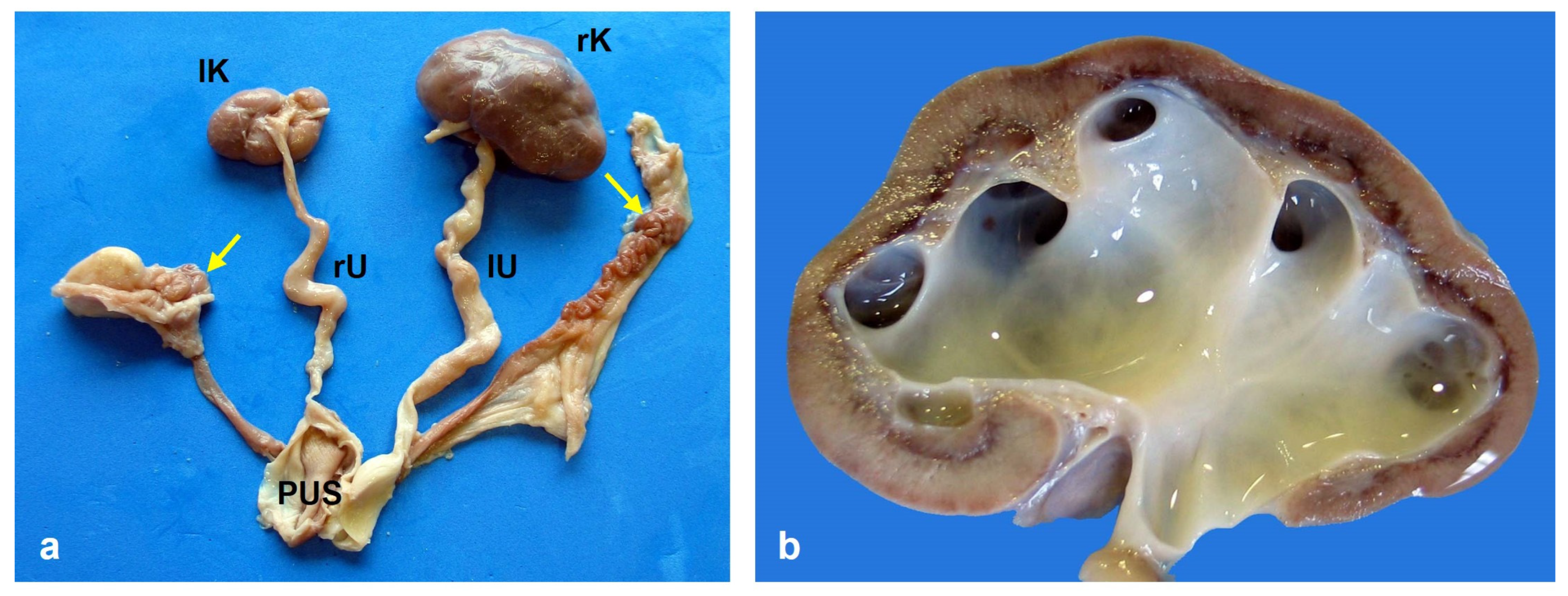 Animals 15 00460 g002